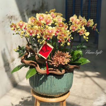 Hồ Điệp Ánh Dương