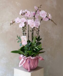 Chậu Lan Hồ Điệp Bản Giao Hưởng Tình Yêu