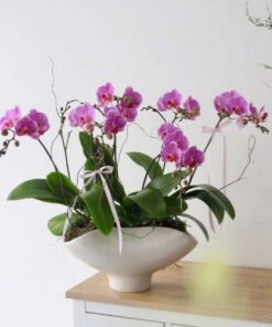 Chậu Lan Hồ Điệp Bích Ngọc