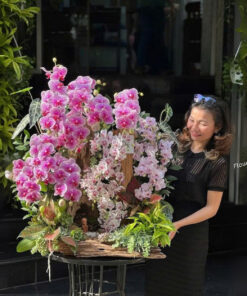 Chậu Lan Hồ Điệp Biếu Sếp Velvet Moon