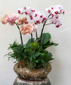 Chậu Lan Hồ Điêp Biếu Sếp Hồ Điệp Ý Xuân