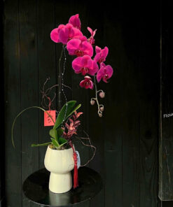 Chậu Lan Hồ Điệp Biếu Sếp Hoa ép trong Tim