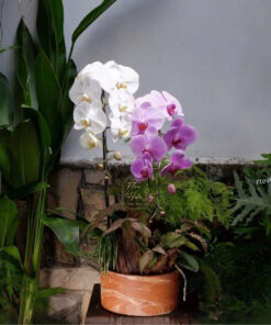 Chậu Lan Hồ Điệp Biếu Sếp Huyễn Điểu