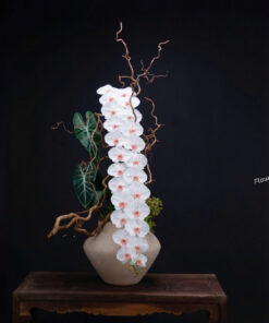 Chậu Lan Hồ Điệp Biếu Sếp Nhật Hạ