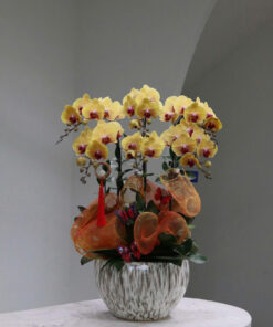 Chậu Lan Hồ Điệp Biếu Sếp Phúc Lộc An