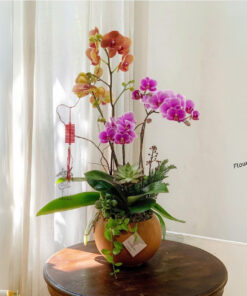 Chậu Lan Hồ Điệp Biếu Sếp Sung túc