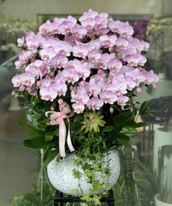 Chậu Lan Hồ Điệp Bliss Bloom