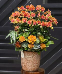 Chậu Lan Hồ Điệp Cẩm Hoa