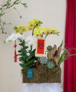 Chậu Lan Hồ Điệp Cánh Cửa Hy Vọng