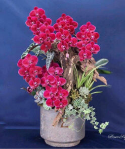 Chậu Lan Hồ Điệp Chưng Tết Ánh Bình Minh