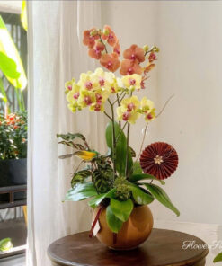 Chậu Lan Hồ Điệp Chưng Tết Điều Bất Ngờ