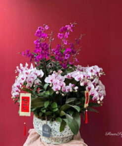 Chậu Lan Hồ Điệp Chưng Tết Ensoleillé