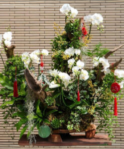 Chậu Lan Hồ Điệp Chưng Tết Heart to heart