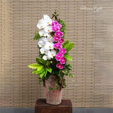 Hoan hỷ sắc hồng môn