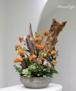 Chậu Lan Hồ Điệp Chưng Tết Lâm Ngọc