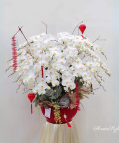 Chậu Lan Hồ Điệp Chưng Tết Ngọc Phượng