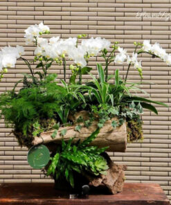 Chậu Lan Hồ Điệp Chưng Tết Phúc An Khang