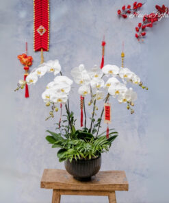 Chậu Lan Hồ Điệp Chưng Tết Thành Đạt