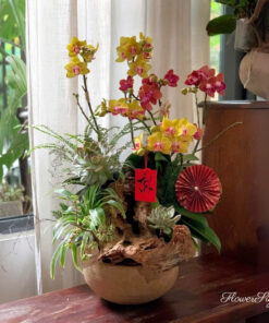 Chậu Lan Hồ Đệp Chưng Tết That reason