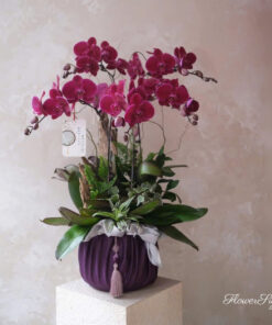 Chậu Lan Hồ Điệp Chưng Tết This song for you