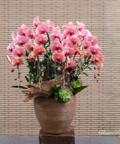 Chậu Lan Hồ Điệp Chưng Tết Tường Mai Tình