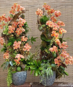 Chậu Lan Hồ Điệp Chưng Tết Vạn sự Như Ý