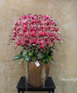 Chậu Lan Hồ Điệp Chưng Tết Vũ Điệu Ánh Dương