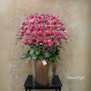 Vũ Điệu Ánh Dương