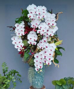 Chậu Lan Hồ Điệp Đắc thắng