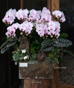 Chậu Lan Hồ Điệp Đại Ange bleu