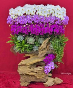 Chậu Lan Hồ Điệp Đại Dạt dào biển khơi