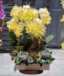 Chậu Lan Hồ Điệp Đại Ete brillant