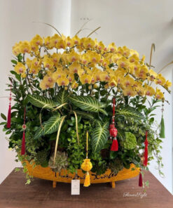 Chậu Lan Hồ Điệp Đại Freandly