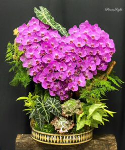 Chậu Lan Hồ Điệp Đại Lung Linh