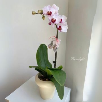 Đại Phú Đại Lợi