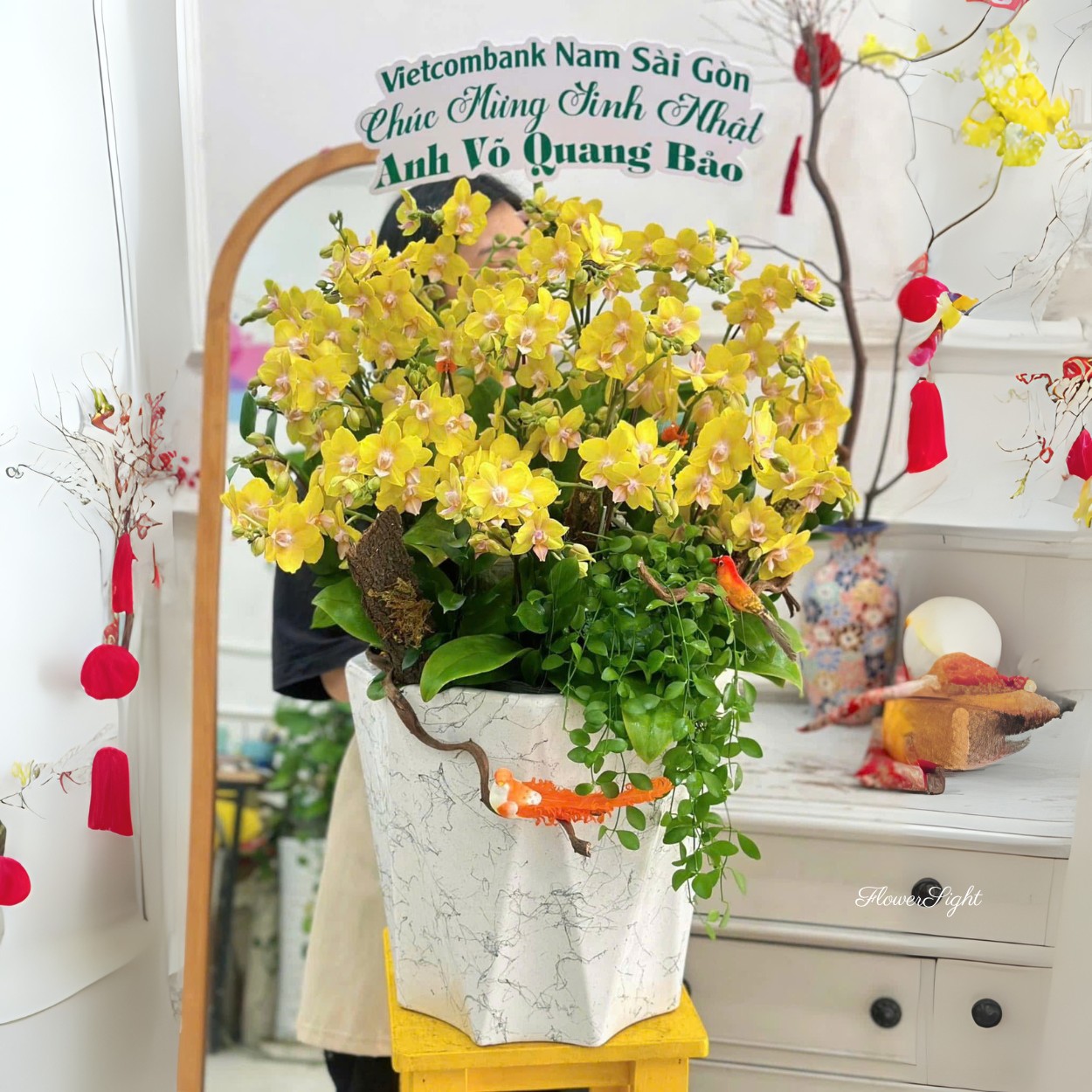 Chậu Lan Hồ Điệp Đại Vững Tin Chiến Thắng