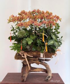 Chậu Lan Hồ Điệp Đại This Queen