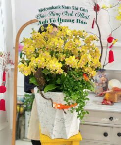 Chậu Lan Hồ Điệp Đại Vững Tin Chiến Thắng