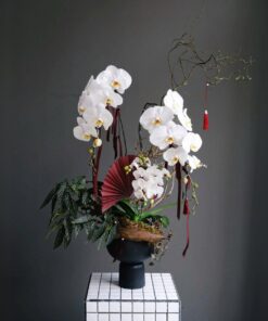 Chậu Lan Hồ Điệp Đào Hoa