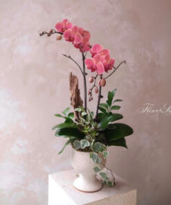 Chậu Lan hồ Điệp Để Bàn Bản giao hưởng