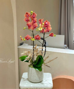 Chậu Lan Hồ Điệp Để Bàn Bích Tường