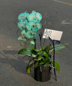 Chậu Lan Hồ Điệp Để Bàn Glow Zen