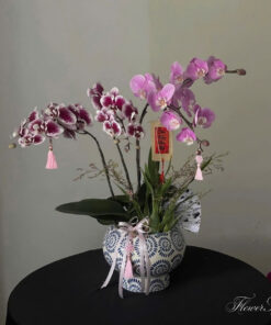 Chậu Lan Hồ Điệp Để Bàn Victory