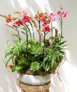 Châu Lan Hồ Điệp Địa Đàng