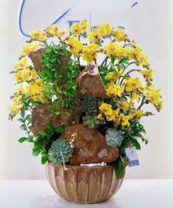 Chậu Lan Hồ Điệp Đỉnh Vinh Quang