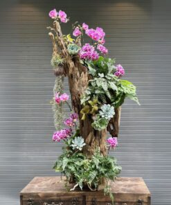 Chậu Lan Hồ Điệp Dịu ngọt