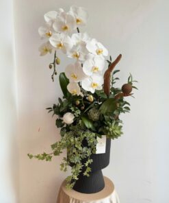 Chậu Lan Hồ Điệp Đoá Hồng Mai