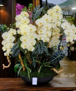 Chậu Lan Hồ Điệp Đong Đầy