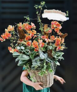 Chậu Lan Hồ Điệp Đong đầy