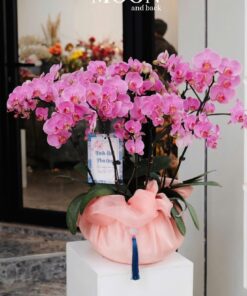 Chậu Lan Hồ Điệp Fresh Wave